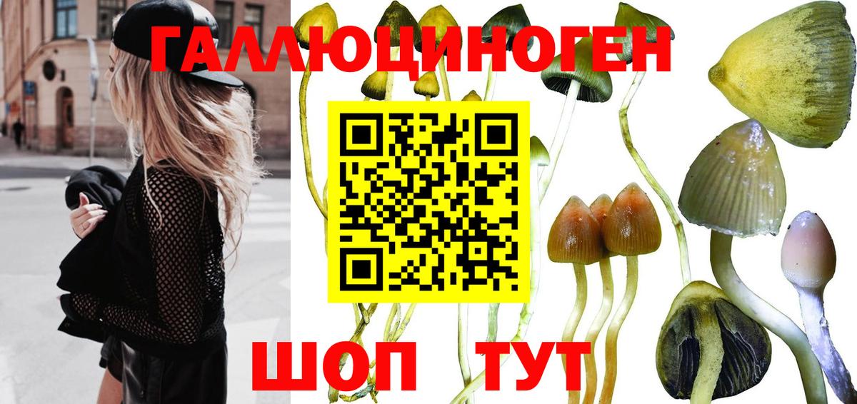 Арзамас  Псилоцибиновые грибы Psilocybine cubensis  Вход с VPN 